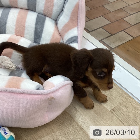 群馬県のミニチュアダックスフンド(ロング) (ペットプラス 前橋店/2025年12月30日生まれ/男の子/チョコレートタン)の子犬の3枚目の画像