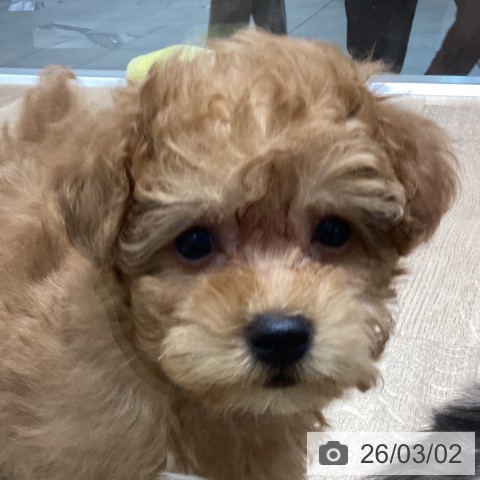 長野県のトイプードル(トイ) (ペットプラス 須坂店/2025年12月30日生まれ/女の子/アプリコット)の子犬の4枚目の画像