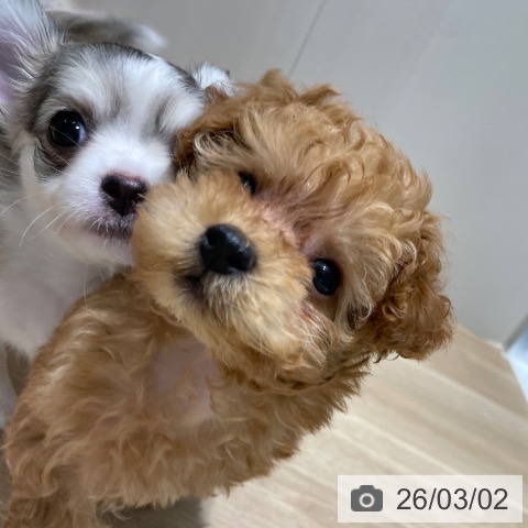 長野県のトイプードル(トイ) (ペットプラス 須坂店/2025年12月30日生まれ/女の子/アプリコット)の子犬の3枚目の画像