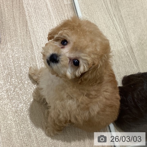 宮城県のトイプードル(トイ) (ペットプラス 仙台上杉店/2025年12月30日生まれ/男の子/アプリコット)の子犬の4枚目の画像