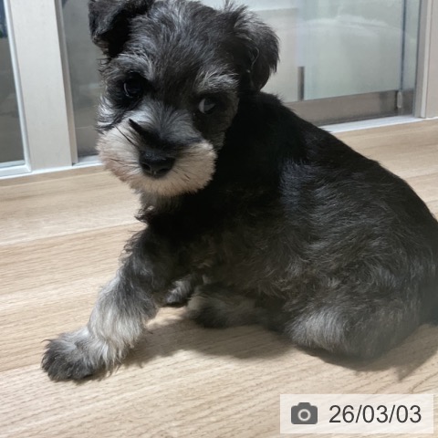 ミニチュア・シュナウザーの写真