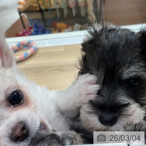 神奈川県のミニチュアシュナウザー (ペットプラス 湘南平塚店/2025年12月30日生まれ/男の子/ソルトペッパー)の子犬の4枚目の画像