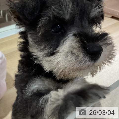 神奈川県のミニチュアシュナウザー (ペットプラス 湘南平塚店/2025年12月30日生まれ/男の子/ソルトペッパー)の子犬の3枚目の画像