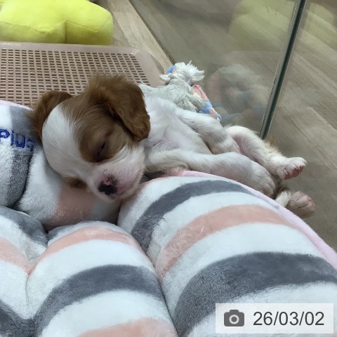 東京都のキャバリアキングチャールズスパニエル (ペットプラス 日の出店/2025年12月29日生まれ/男の子/ブレンハイム)の子犬の3枚目の画像