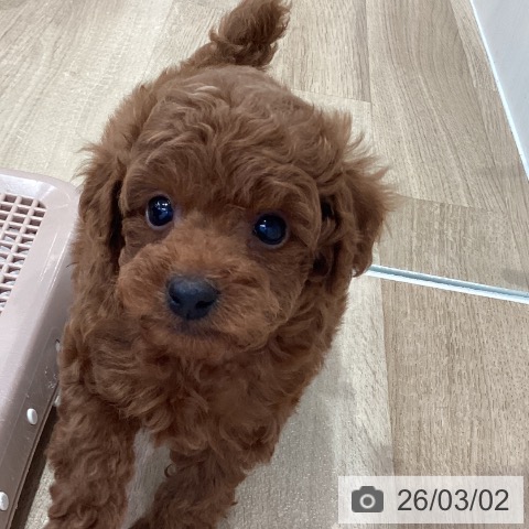 トイ・プードルの写真