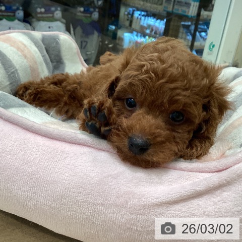 トイ・プードルの写真