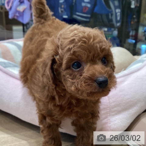 トイ・プードルの写真