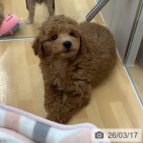 長野県のトイプードル(トイ) (ペットプラス 松本店/2025年12月30日生まれ/男の子/レッド)の子犬の4枚目の画像