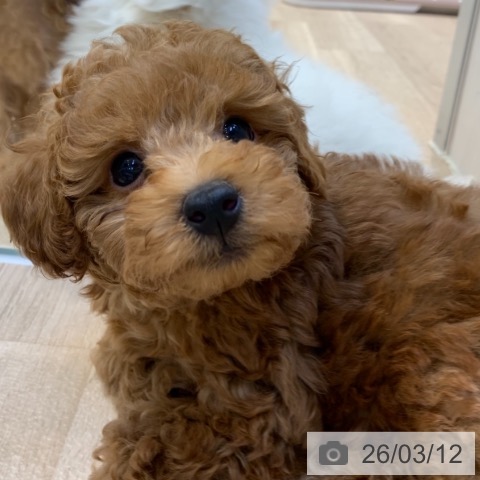 神奈川県のトイプードル(トイ) (ペットプラス 新百合丘店/2025年12月30日生まれ/男の子/レッド)の子犬の4枚目の画像