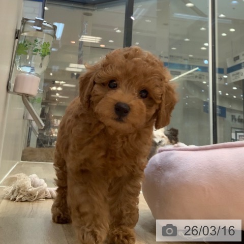 神奈川県のトイプードル(トイ) (ペットプラス 新百合丘店/2025年12月30日生まれ/男の子/レッド)の子犬の3枚目の画像