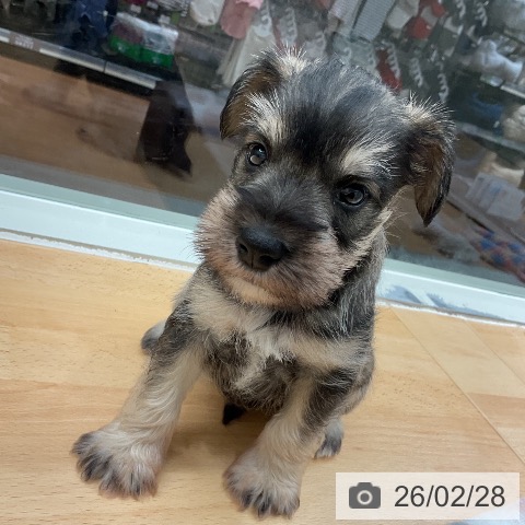 ミニチュア・シュナウザーの写真