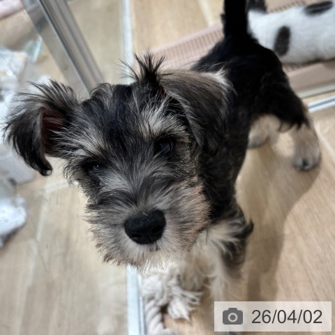 千葉県のミニチュアシュナウザー (ペットプラス 木更津店/2025年12月30日生まれ/男の子/ソルトペッパー)の子犬の4枚目の画像