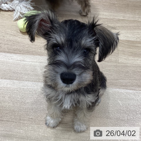 千葉県のミニチュアシュナウザー (ペットプラス 木更津店/2025年12月30日生まれ/男の子/ソルトペッパー)の子犬の3枚目の画像