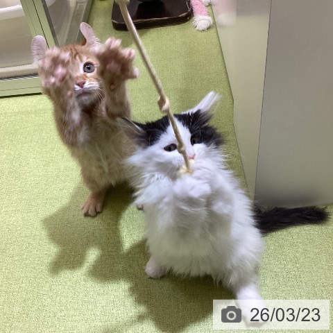 アメリカンカールの写真