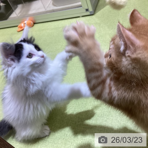 埼玉県のアメリカンカール (ペットプラス 羽生店/2025年12月30日生まれ/男の子/レッドタビー)の子猫の4枚目の画像