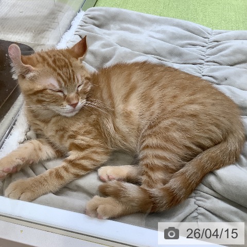 アメリカンカールの写真