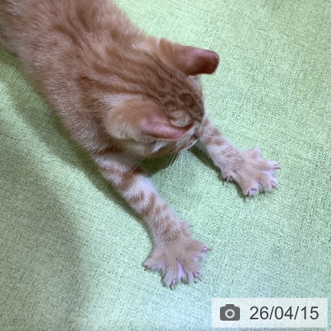 アメリカンカールの写真