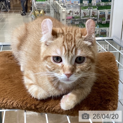 埼玉県のアメリカンカール (ペットプラス 羽生店/2025年12月30日生まれ/男の子/レッドタビー)の子猫の3枚目の画像