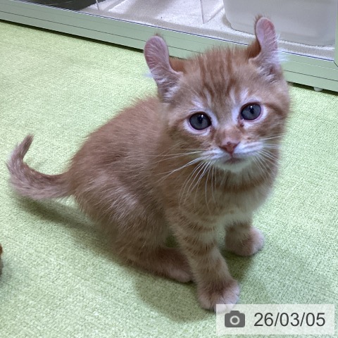 埼玉県のアメリカンカール (ペットプラス 羽生店/2025年12月30日生まれ/男の子/レッドタビー)の子猫の3枚目の画像