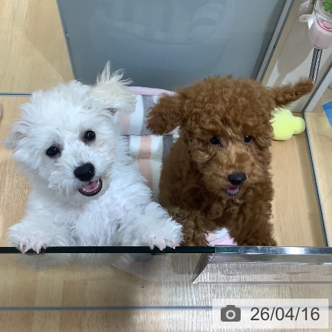 埼玉県のトイプードル(トイ) (ペットプラス 羽生店/2025年12月27日生まれ/男の子/レッド)の子犬の4枚目の画像