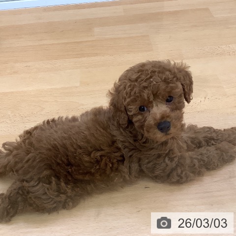 埼玉県のトイプードル(トイ) (ペットプラス 羽生店/2025年12月27日生まれ/男の子/レッド)の子犬の4枚目の画像