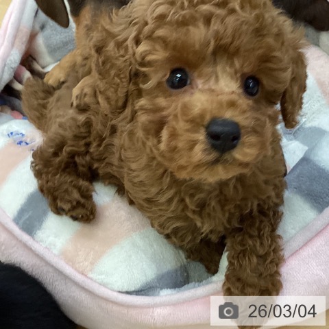 埼玉県のトイプードル(トイ) (ペットプラス 羽生店/2025年12月27日生まれ/男の子/レッド)の子犬の3枚目の画像