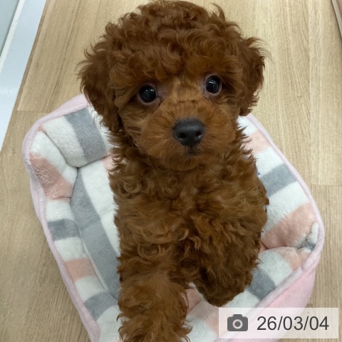 福島県のトイプードル(トイ) (ペットプラス 福島店/2025年12月27日生まれ/男の子/レッド)の子犬の4枚目の画像