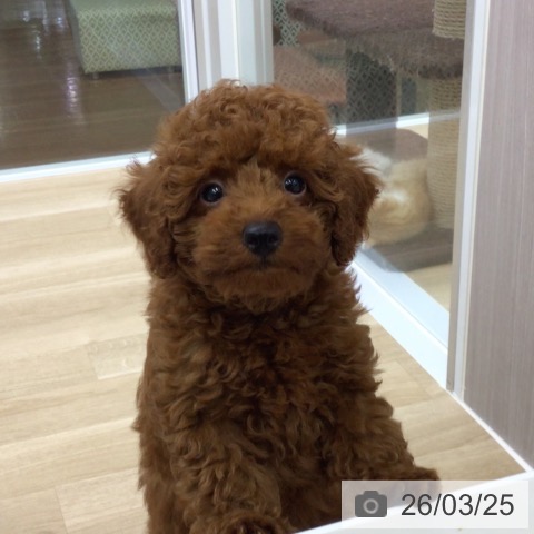 福島県のトイプードル(トイ) (ペットプラス 福島店/2025年12月27日生まれ/男の子/レッド)の子犬の3枚目の画像