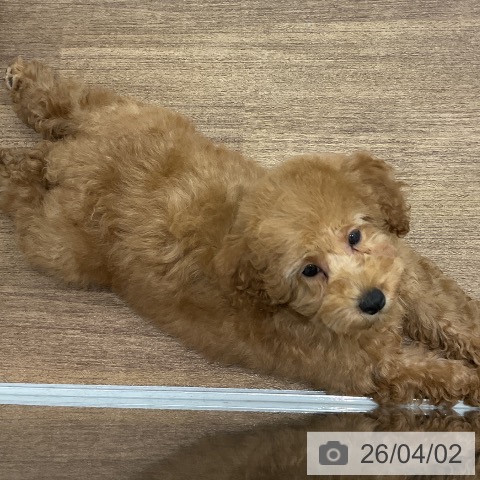 埼玉県のトイプードル(トイ) (ペッツワン 吉川美南店/2025年12月27日生まれ/女の子/レッド)の子犬の4枚目の画像