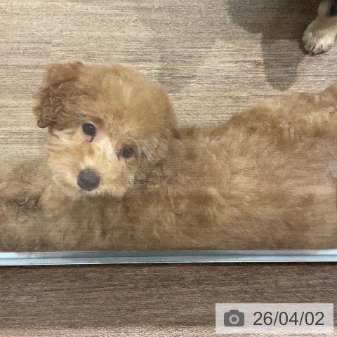 埼玉県のトイプードル(トイ) (ペッツワン 吉川美南店/2025年12月27日生まれ/女の子/レッド)の子犬の3枚目の画像