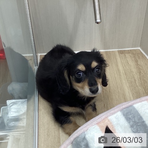 茨城県のミニチュアダックスフンド(ロング) (ペッツワン つくば店/2025年12月29日生まれ/男の子/ブラックタンイエロー)の子犬の4枚目の画像