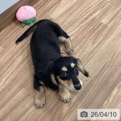 茨城県のミニチュアダックスフンド(ロング) (ペッツワン つくば店/2025年12月29日生まれ/男の子/ブラックタンイエロー)の子犬の3枚目の画像