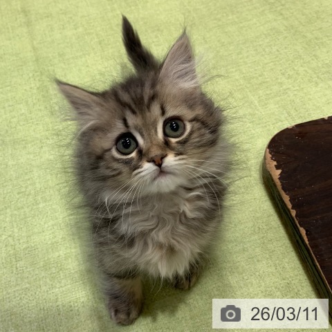 千葉県のマンチカン (ペットプラス 幕張新都心店/2025年12月30日生まれ/男の子/ブラウンタビー)の子猫の4枚目の画像