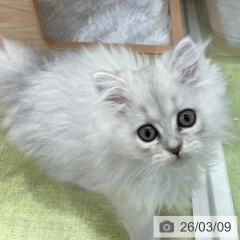 千葉県のペルシャ (ペットプラス 幕張新都心店/2025年12月28日生まれ/女の子/チンチラシルバー)の子猫の4枚目の画像