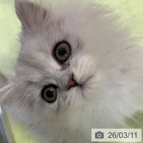 千葉県のペルシャ (ペットプラス 幕張新都心店/2025年12月28日生まれ/女の子/チンチラシルバー)の子猫の3枚目の画像