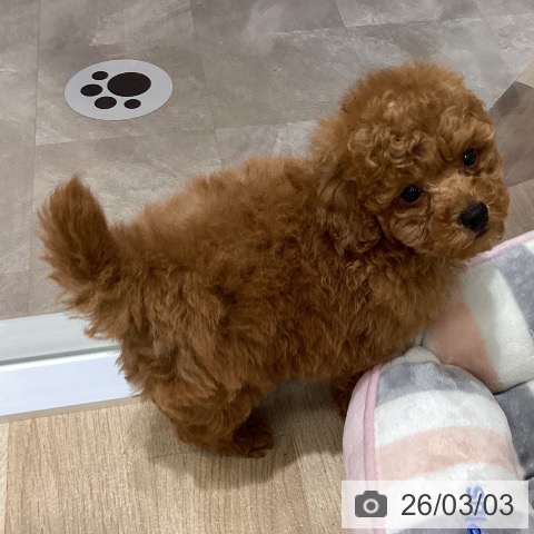 宮城県のトイプードル(トイ) (ペットプラス 名取店/2025年12月29日生まれ/男の子/レッド)の子犬の4枚目の画像