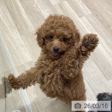 宮城県のトイプードル(トイ) (ペットプラス 名取店/2025年12月29日生まれ/男の子/レッド)の子犬の3枚目の画像