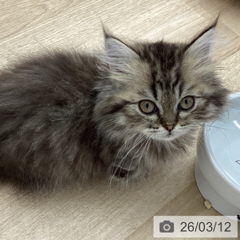 ミヌエットの写真