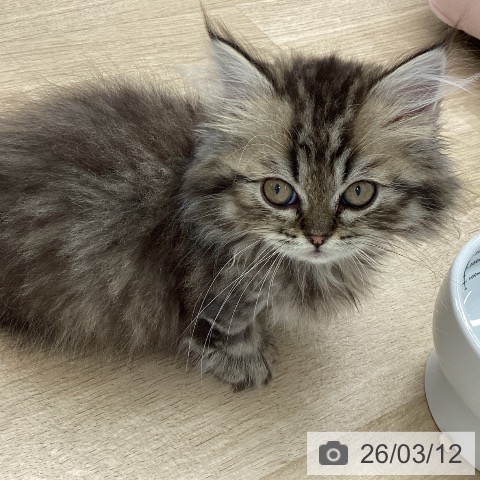 ミヌエットの写真