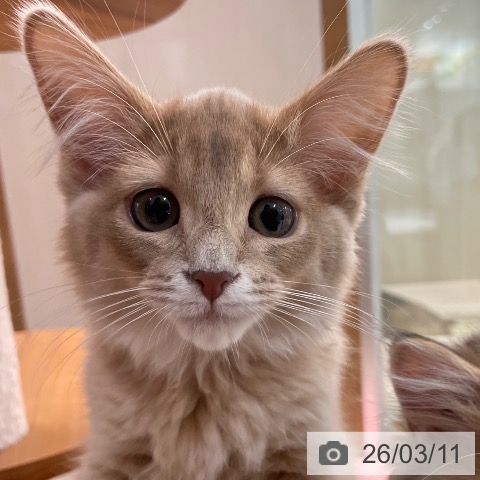 埼玉県のソマリ (ペットプラス ららぽーと富士見店/2025年12月11日生まれ/女の子/フォーン)の子猫の3枚目の画像