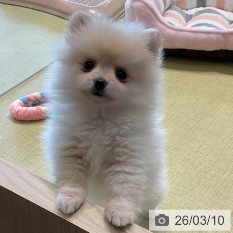 福島県のポメラニアン (ペットプラス イオンタウン郡山店/2025年12月30日生まれ/女の子/クリーム)の子犬の3枚目の画像