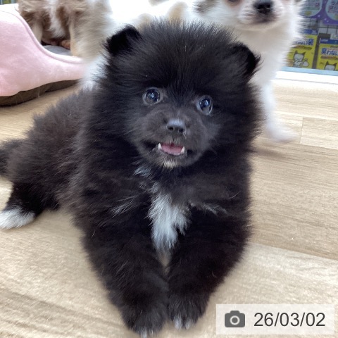 東京都のポメラニアン (ペットプラス むさし村山店/2025年12月30日生まれ/女の子/ブラック)の子犬の3枚目の画像