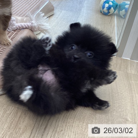 東京都のポメラニアン (ペットプラス むさし村山店/2025年12月30日生まれ/女の子/ブラック)の子犬の4枚目の画像