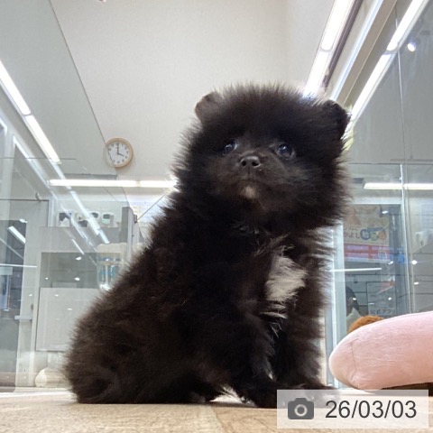 東京都のポメラニアン (ペットプラス むさし村山店/2025年12月30日生まれ/女の子/ブラック)の子犬の3枚目の画像