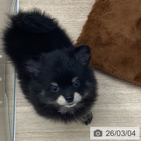 千葉県のポメラニアン (ペットプラス 船橋店/2025年12月30日生まれ/女の子/ブラックタン)の子犬の4枚目の画像