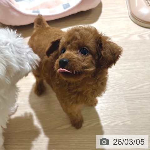 東京都のトイプードル(トイ) (ペットプラス 板橋店/2025年12月30日生まれ/男の子/レッド)の子犬の3枚目の画像