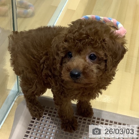 山梨県のトイプードル(トイ) (ペットプラス 甲府昭和店/2025年12月30日生まれ/男の子/レッド)の子犬の4枚目の画像