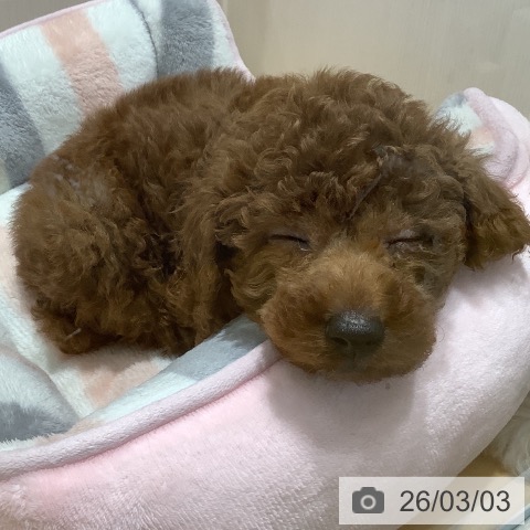 山梨県のトイプードル(トイ) (ペットプラス 甲府昭和店/2025年12月30日生まれ/男の子/レッド)の子犬の3枚目の画像