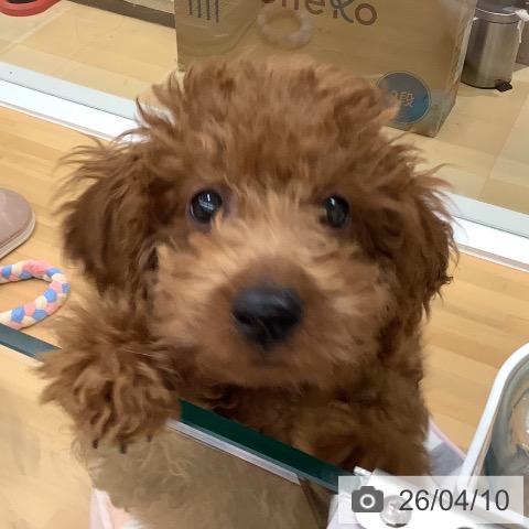 長野県のトイプードル(トイ) (ペットプラス 松本店/2025年12月30日生まれ/男の子/レッド)の子犬の3枚目の画像