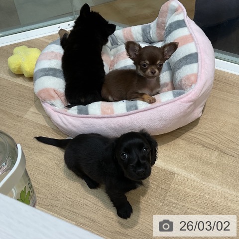 埼玉県のミニチュアダックスフンド(ロング) (ペットプラス ららぽーと新三郷店/2025年12月19日生まれ/男の子/ブラック)の子犬の3枚目の画像